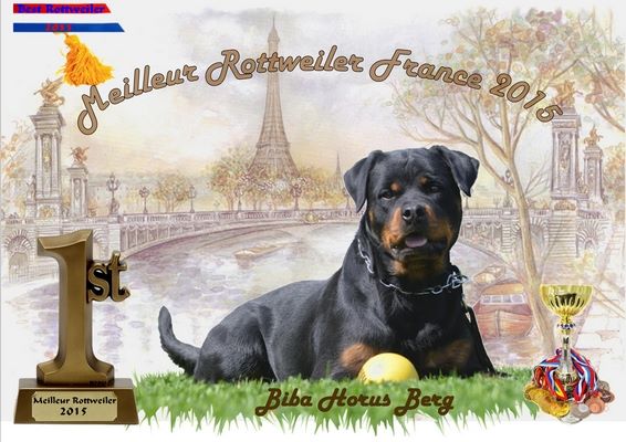 des Rotts de la Baronnie - Meilleur Rottweiler de France 2015