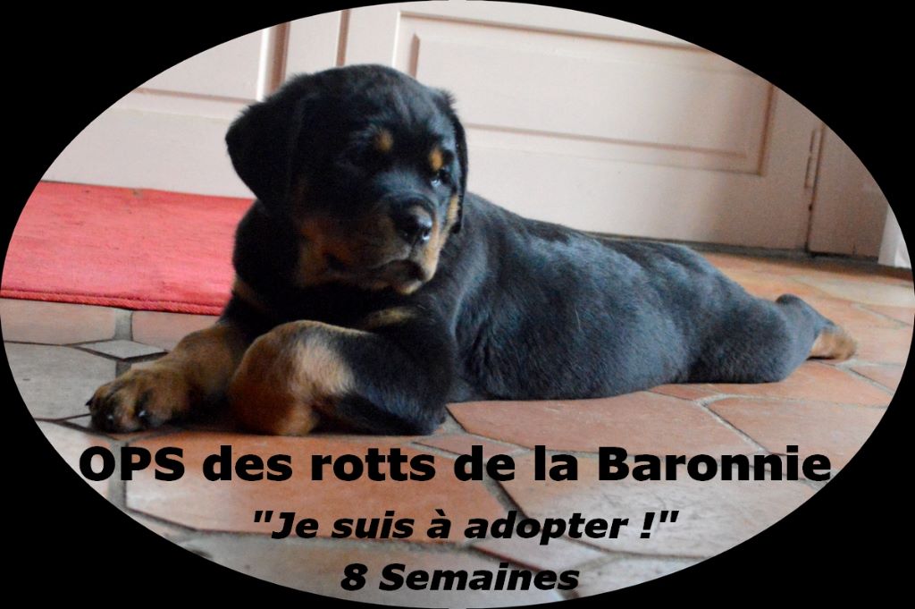 chiot Rottweiler des Rotts de la Baronnie