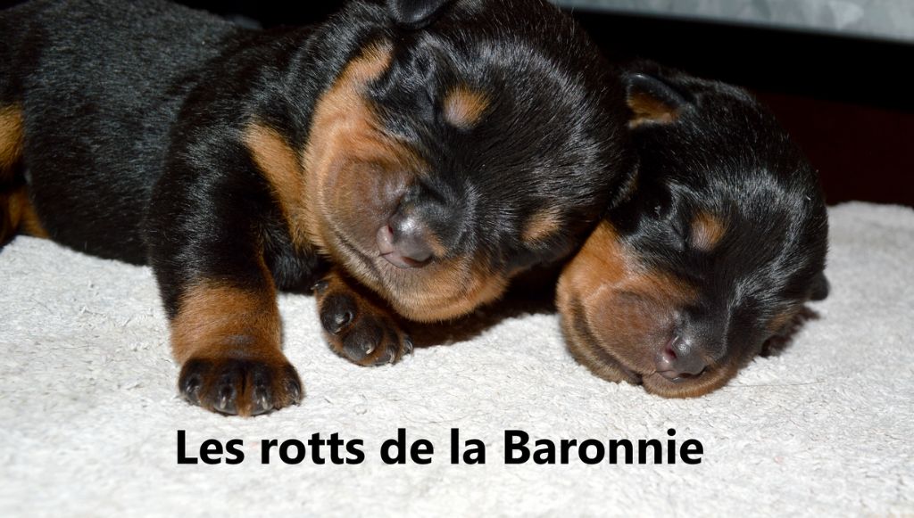 des Rotts de la Baronnie - Réservations ouvertes, prochains mariages !