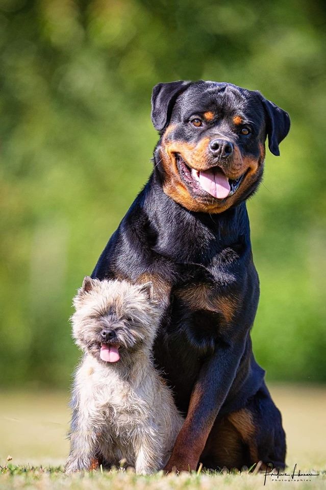 des Rotts de la Baronnie - Exposition Nationale de SEGRE 25/08/19