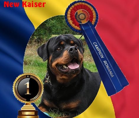 des Rotts de la Baronnie - Un nouveau Champion !