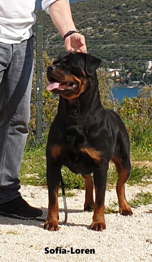 CH. Sofia-loren des Rotts de la Baronnie