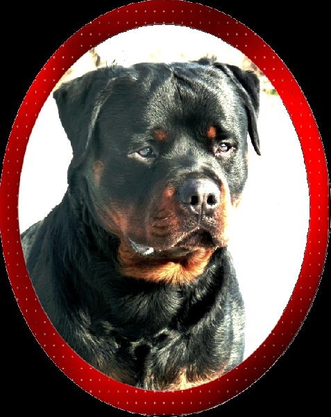 CH. Floyd des Rotts de la Baronnie