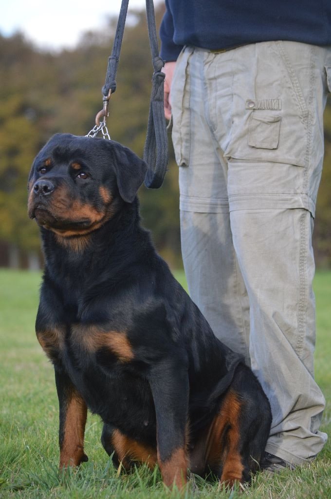 Lady des Rotts de la Baronnie