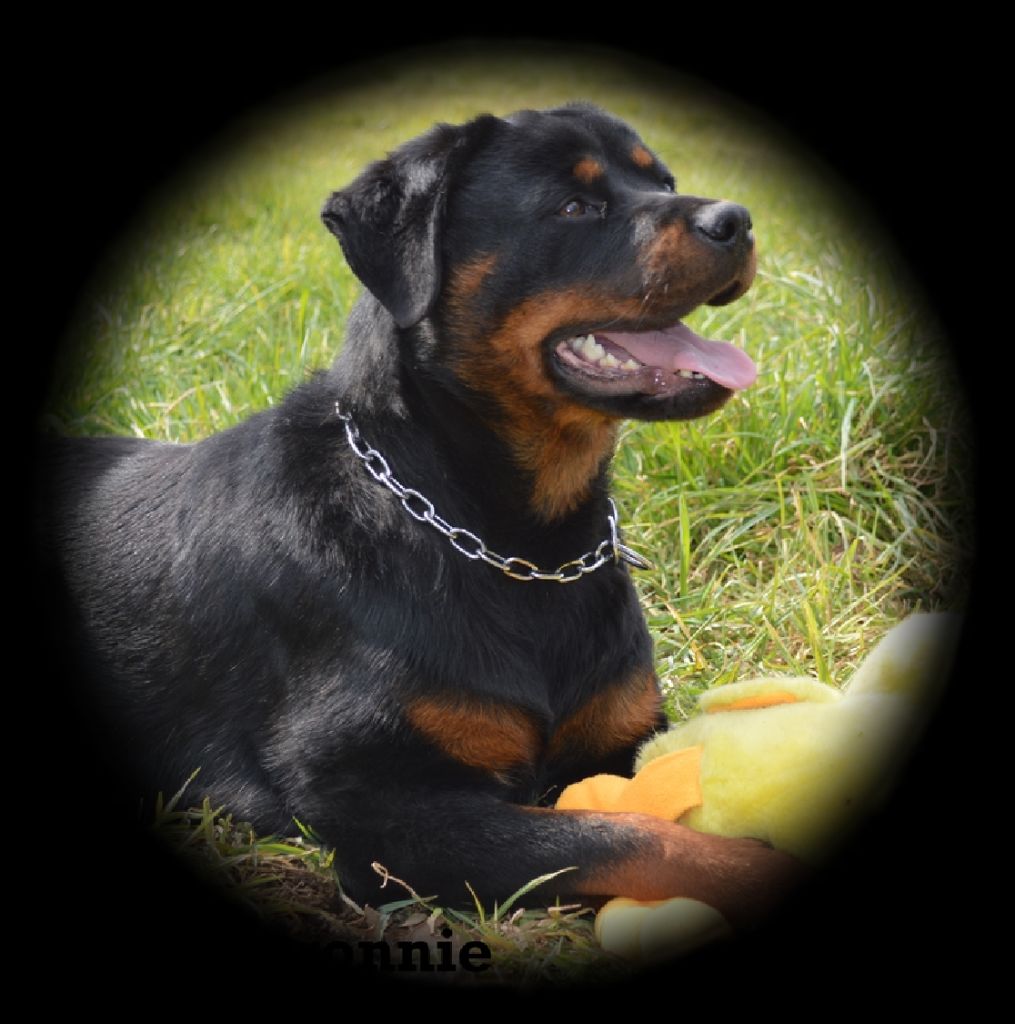 Pop des Rotts de la Baronnie