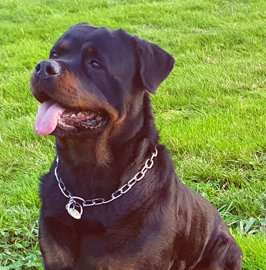 CH. Raven des Rotts de la Baronnie