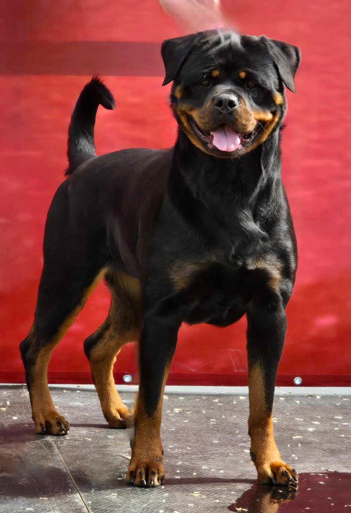 CH. Seika des Rotts de la Baronnie