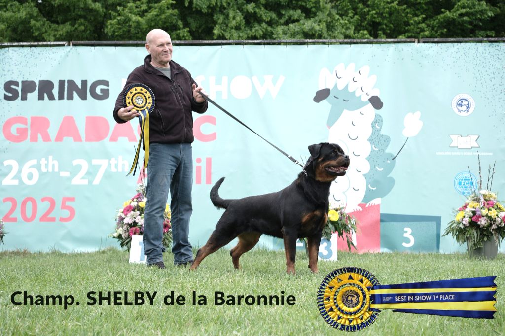 CH. Shelby des Rotts de la Baronnie