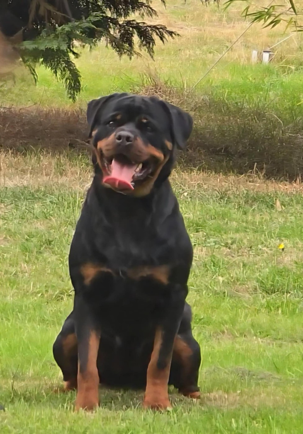 THAÏRA des Rotts de la Baronnie