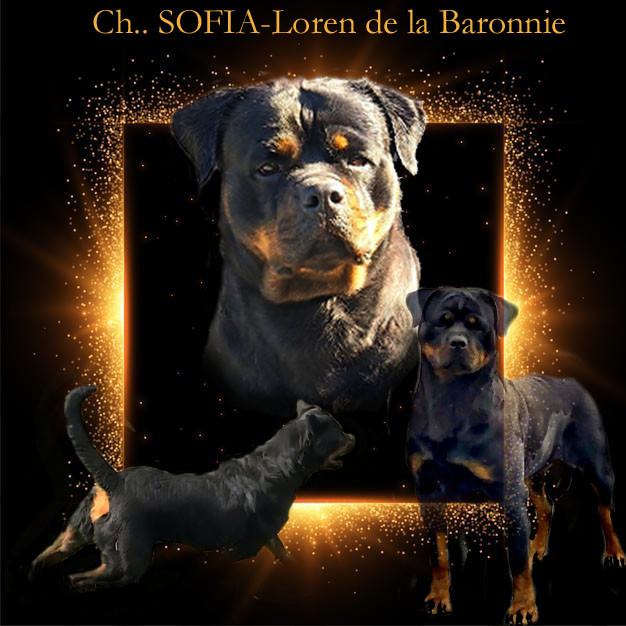 CH. Sofia-Loren  des Rotts de la Baronnie