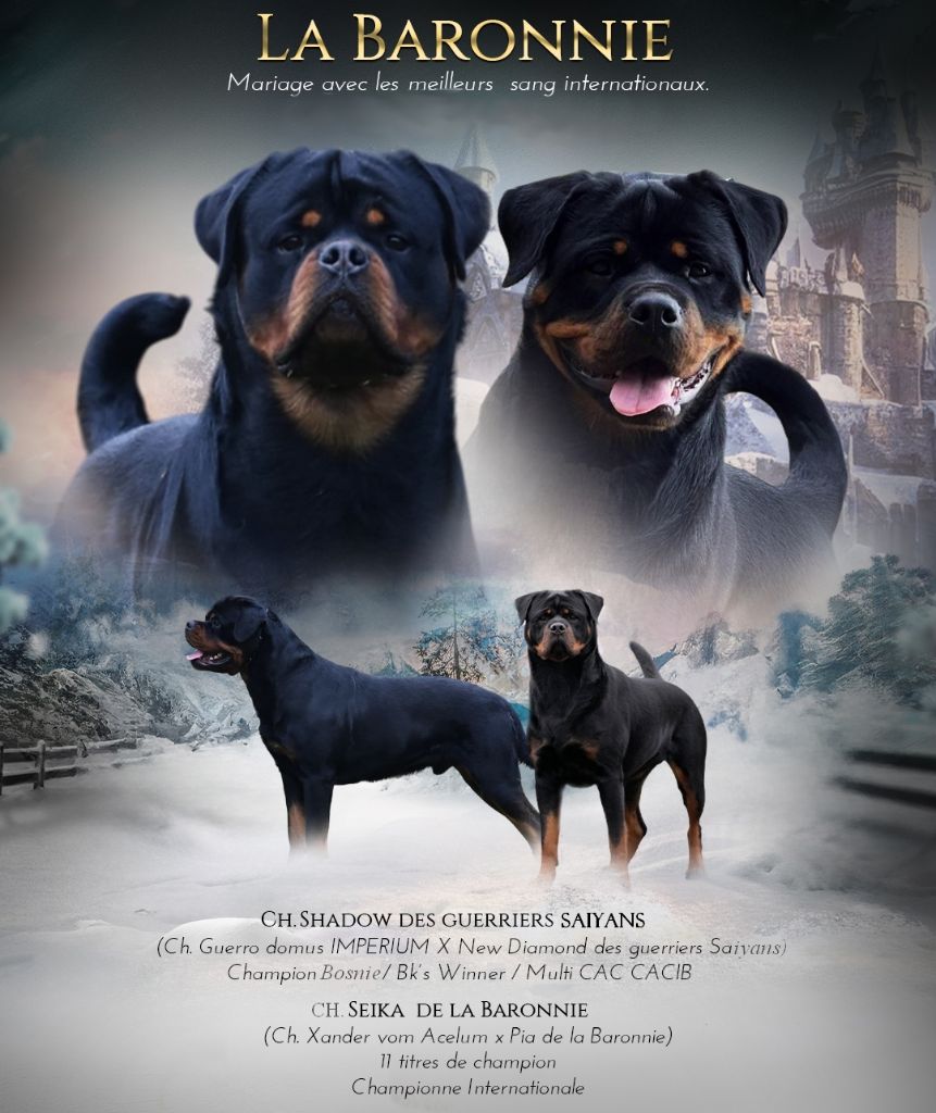 Chiots à naître le 20 Octobre