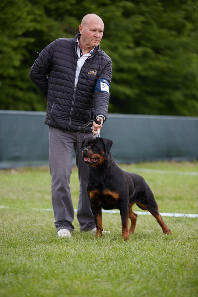 des Rotts de la Baronnie - Un nouveau titre de Champion, pour Shelby !
