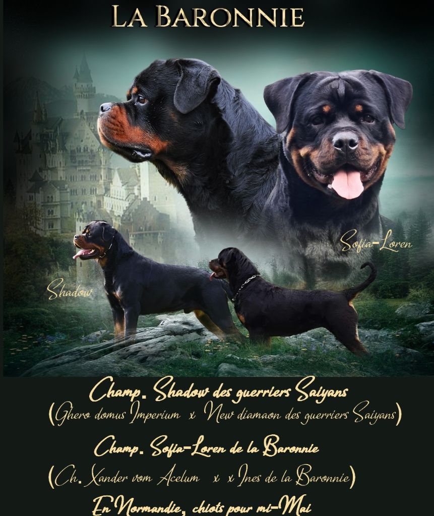 A réserver chiots sur multi-Champions !