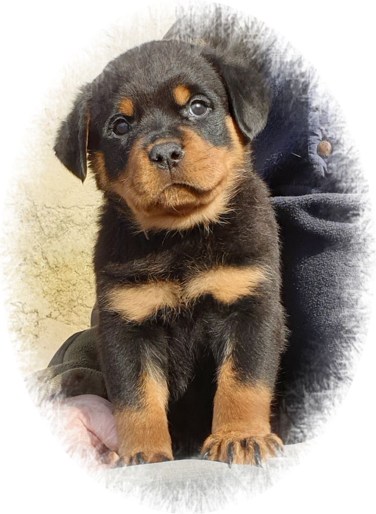 A réserver chiots disponibles mi-Septembre