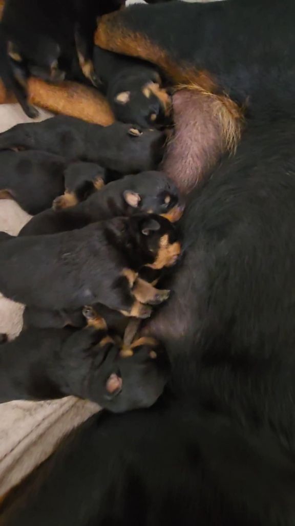 A réserver chiots sur multi-Champions !