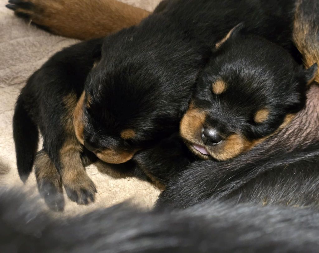des Rotts de la Baronnie - Chiots disponibles - Rottweiler