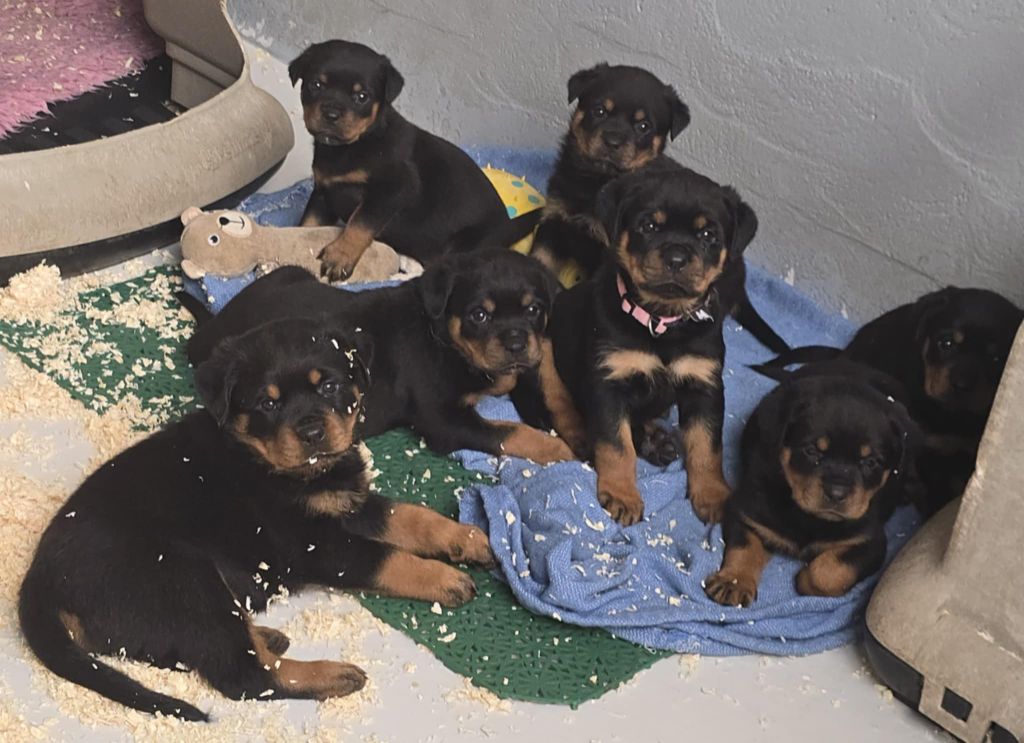 des Rotts de la Baronnie - Rottweiler - Portée née le 10/07/2025