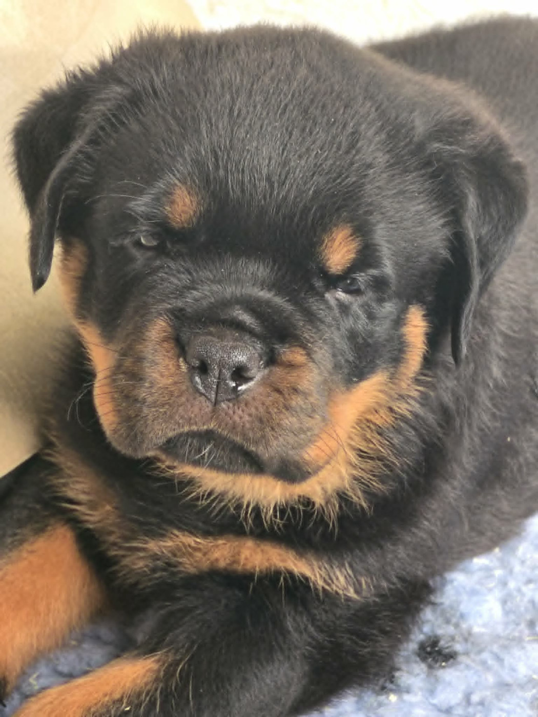 des Rotts de la Baronnie - Chiots disponibles - Rottweiler