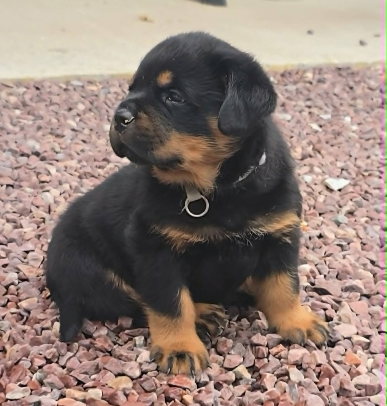 des Rotts de la Baronnie - Chiots disponibles - Rottweiler