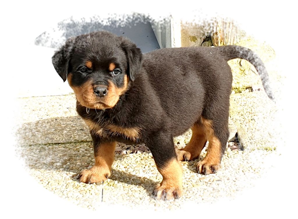 CHIOT