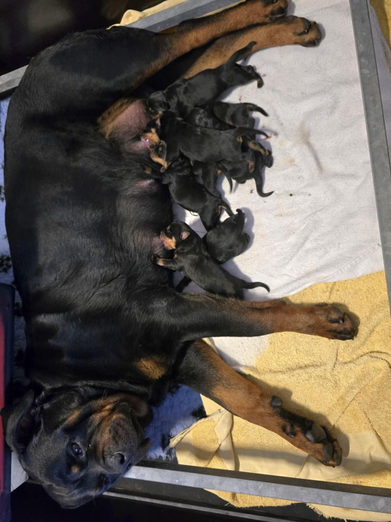 Chiot Rottweiler des Rotts de la Baronnie