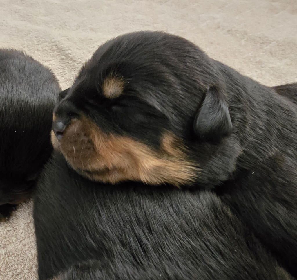 des Rotts de la Baronnie - Chiots disponibles - Rottweiler