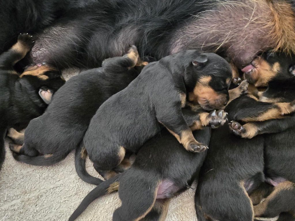des Rotts de la Baronnie - Chiots disponibles - Rottweiler