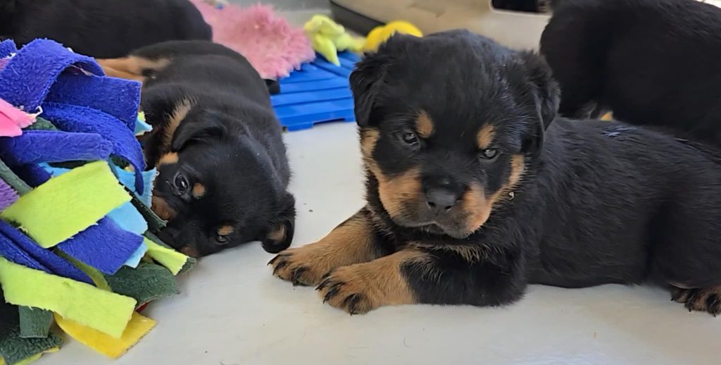 des Rotts de la Baronnie - Chiots disponibles - Rottweiler