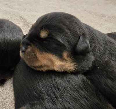 CHIOT