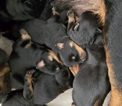 CHIOT