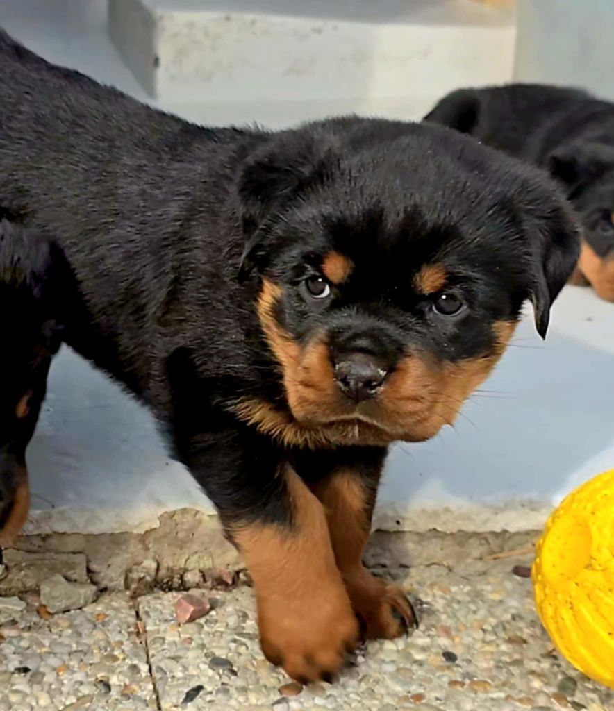 des Rotts de la Baronnie - Chiots disponibles - Rottweiler