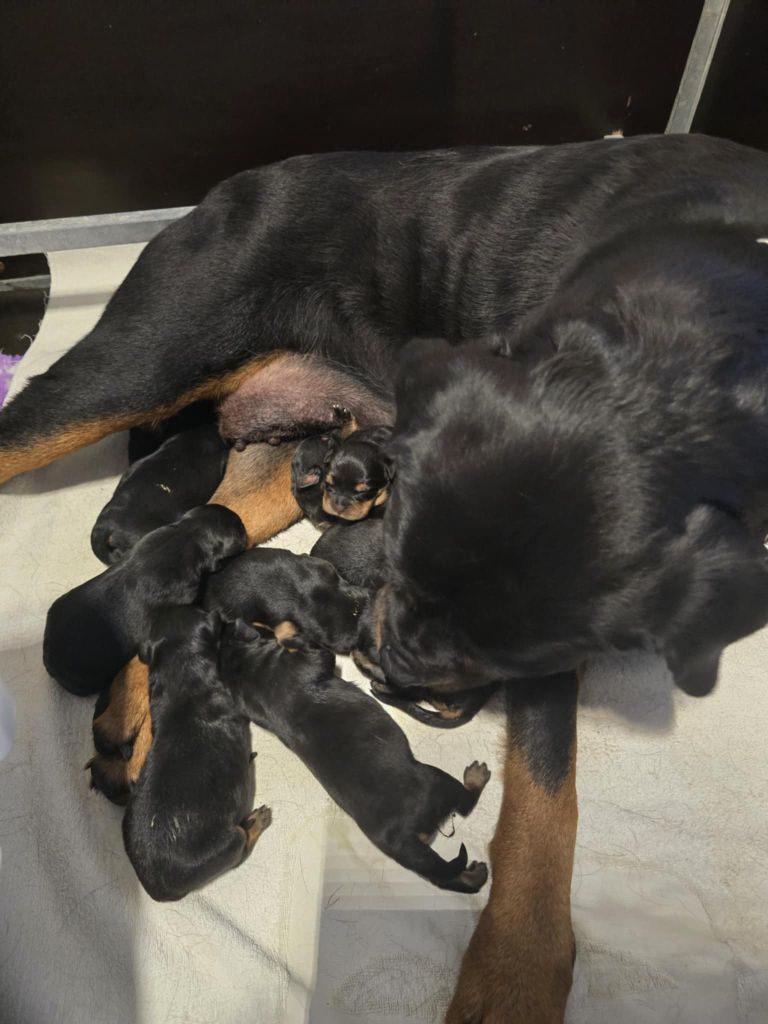 des Rotts de la Baronnie - Rottweiler - Portée née le 28/10/2025