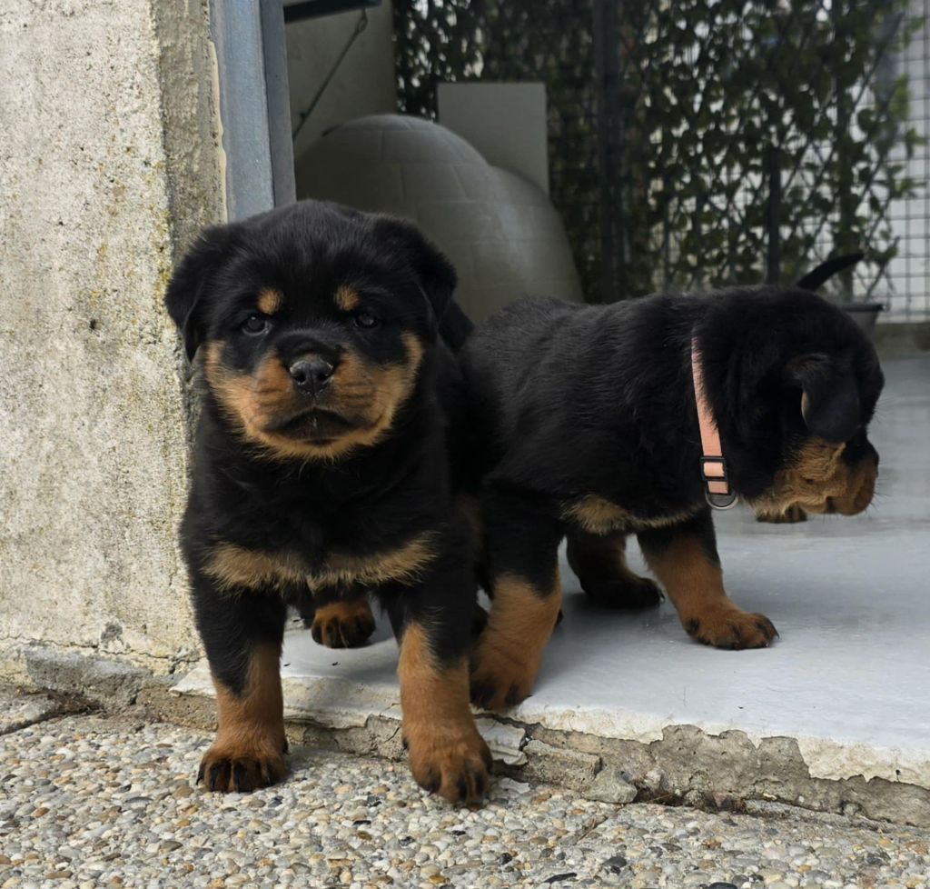 des Rotts de la Baronnie - Chiots disponibles - Rottweiler