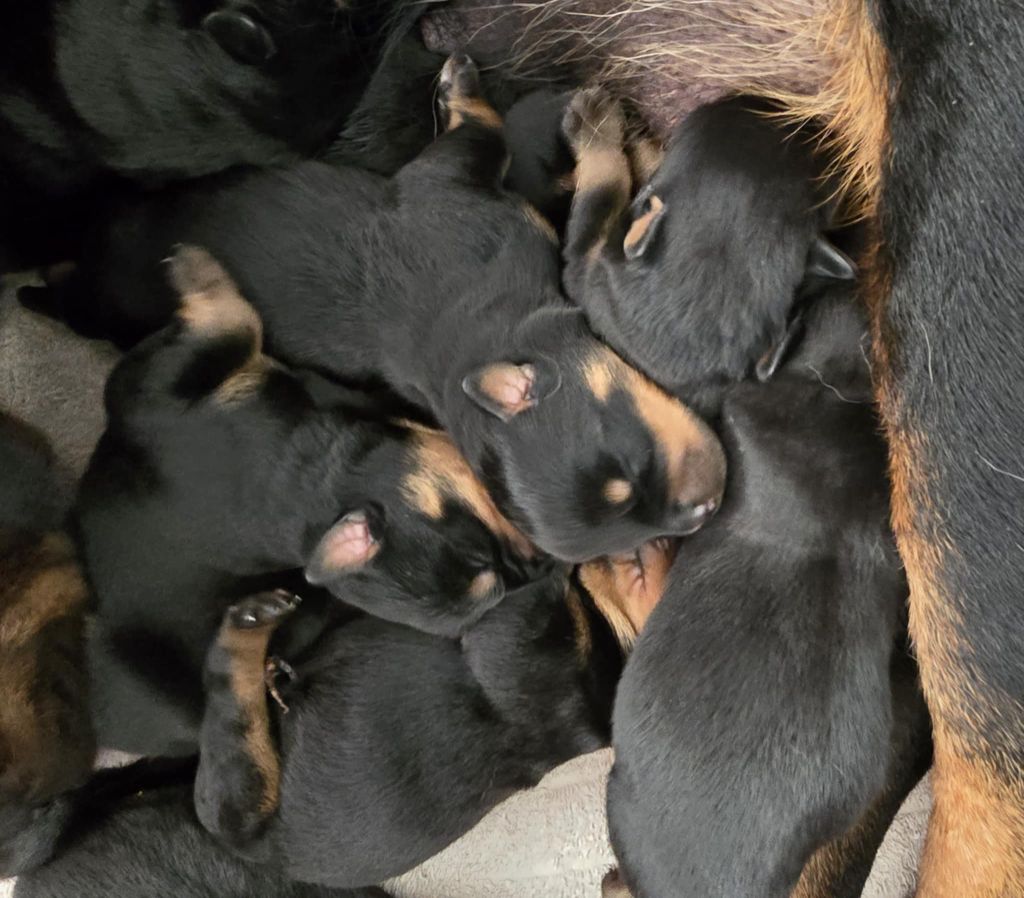 des Rotts de la Baronnie - Chiots disponibles - Rottweiler