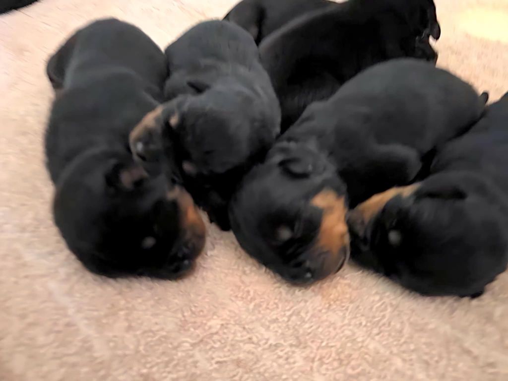 Chiot Rottweiler des Rotts de la Baronnie