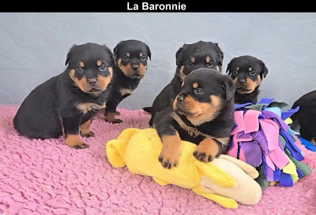 des Rotts de la Baronnie - Rottweiler - Portée née le 13/05/2025